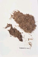 藏品(泥炭苔屬)的圖片